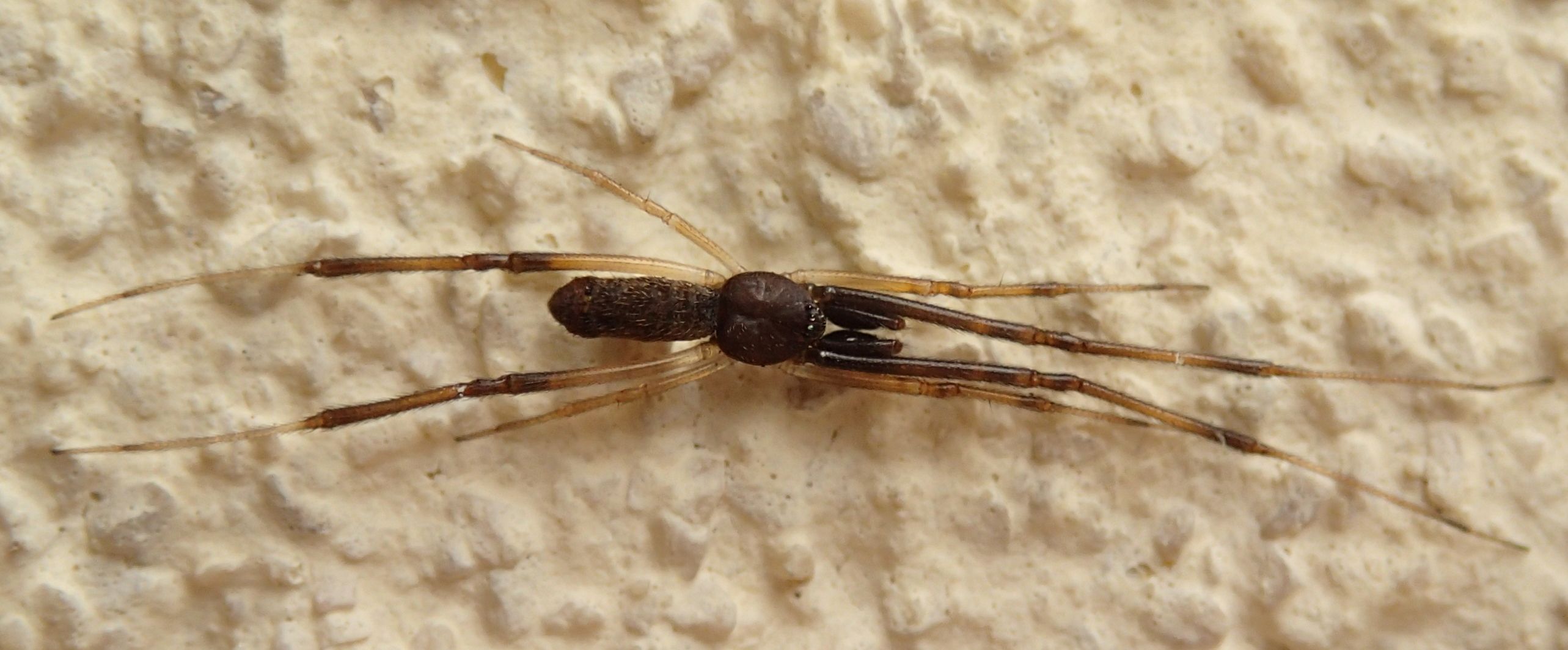 Episinus truncatus maschio